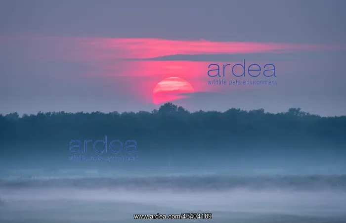: Sunset over misty Norfolk grazing marsh : Sunset over misty Norfolk grazing marsh