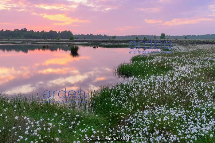 : Sunset in the moor with fruiting cotton grass (Eriophorum : Sunset in the moor with fruiting cotton grass (Eriophorum