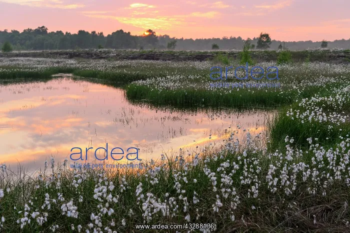 : Sunset in a moor with fruiting cotton grass (Eriophorum : Sunset in a moor with fruiting cotton grass (Eriophorum