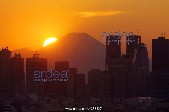 : Sunset over Mount Fuji and Shinjuku skyscrapers Tokyo Japan : Sunset over Mount Fuji and Shinjuku skyscrapers Tokyo Japan
