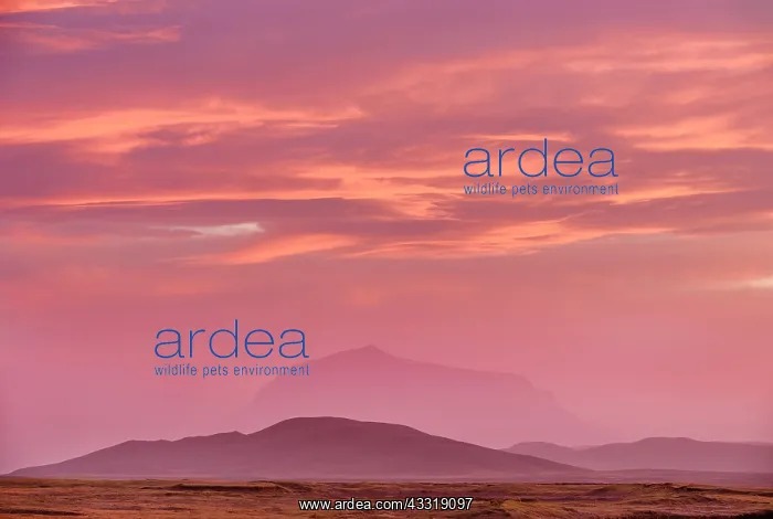: Sunset over Mount Herdubreid, the queen of Icela : Sunset over Mount Herdubreid, the queen of Icela