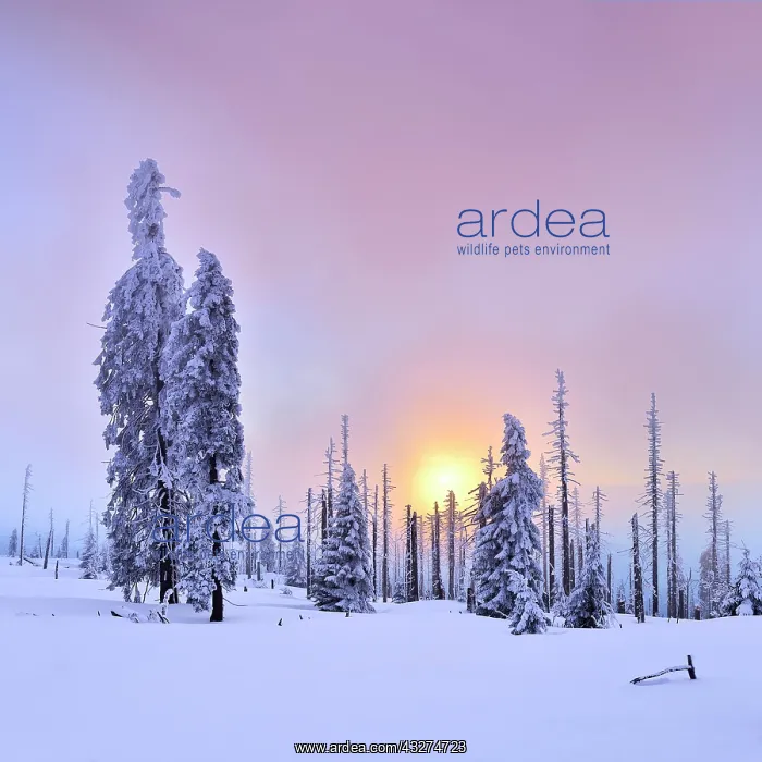 : Sunset on the mountain Gro&, x7e5;r Rachel in winter : Sunset on the mountain Gro&, x7e5;r Rachel in winter
