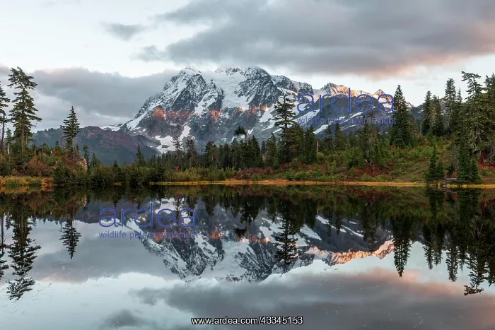 : Sunset, Mt. Shuksan glacier with snow reflected : Sunset, Mt. Shuksan glacier with snow reflected