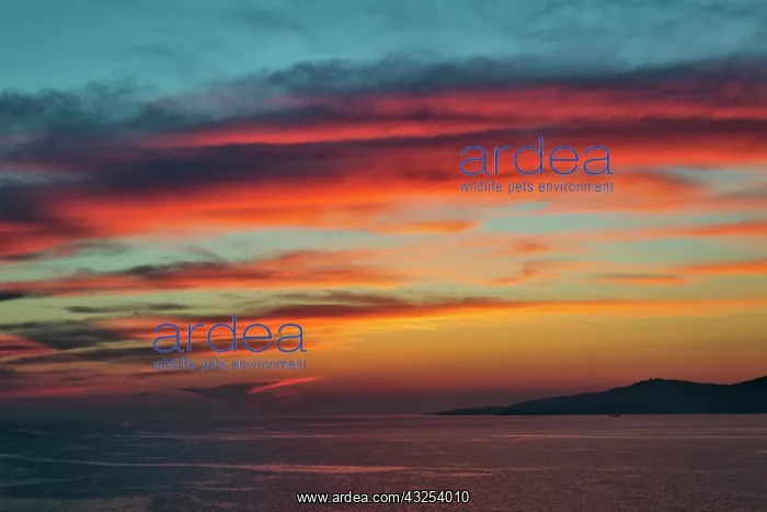 : Sunset, Mykonos, Greece : Sunset, Mykonos, Greece