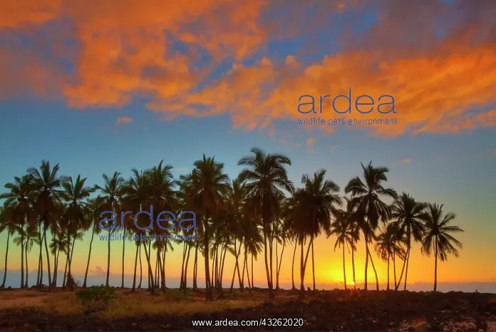 : Sunset at National Historic Park Pu'uhonua : Sunset at National Historic Park Pu'uhonua