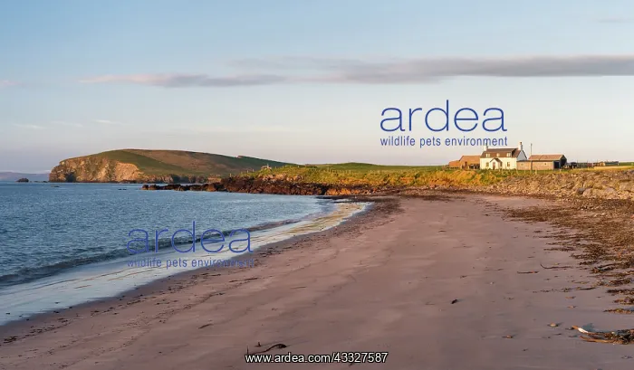 : Sunset near Melby. Shetland, Northern Isles : Sunset near Melby. Shetland, Northern Isles