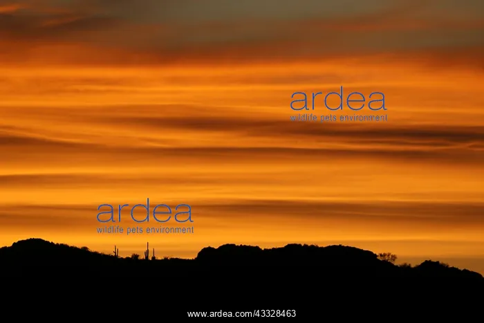  : Sunset, near Tucson, Arizona