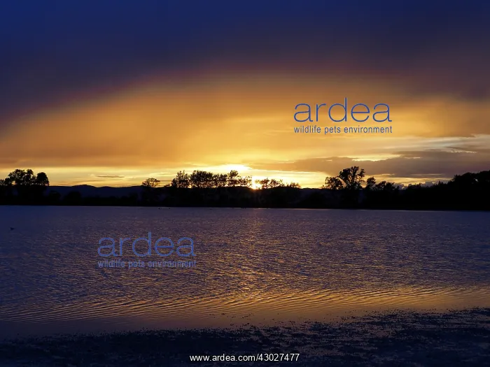  : sunset, Neusiedler See, Austria