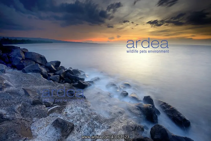 : Sunset at the north coast of Sulawesi : Sunset at the north coast of Sulawesi