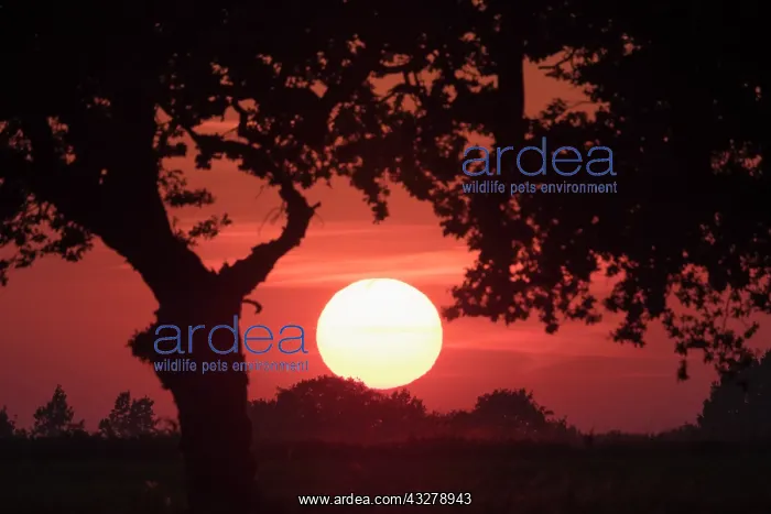 : Sunset with Oak trees - Norfolk UK : Sunset with Oak trees - Norfolk UK