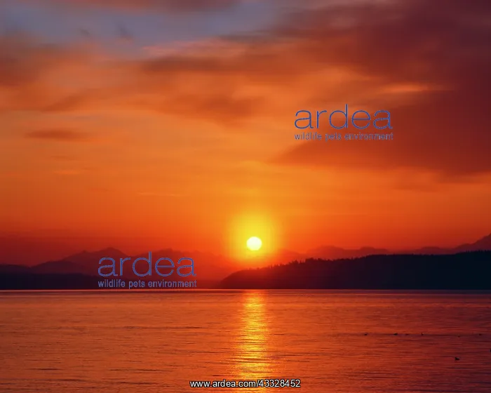 : Sunset over the Olympic Mountains and Puget : Sunset over the Olympic Mountains and Puget