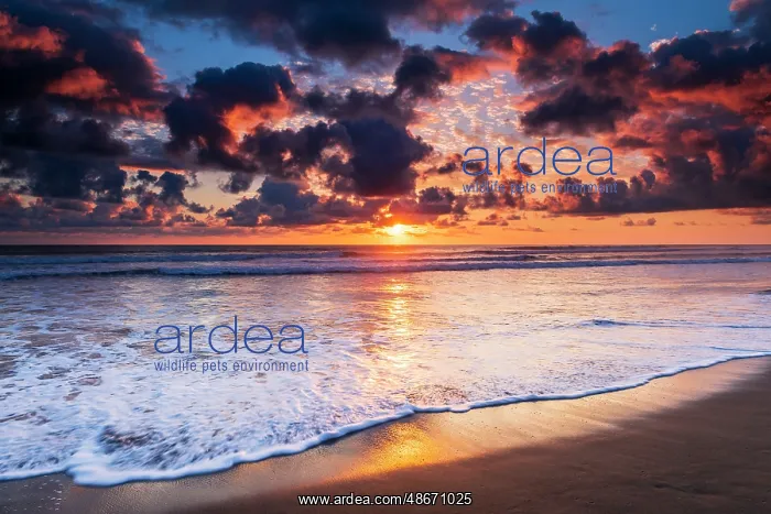 : Sunset over the Pacific at Playa Matapalo, Puntarenas : Sunset over the Pacific at Playa Matapalo, Puntarenas
