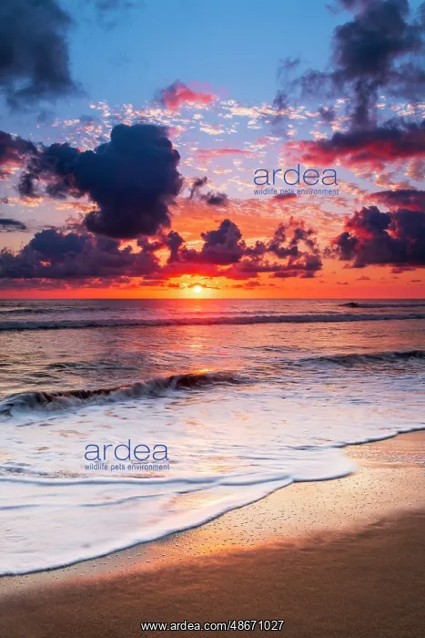 : Sunset over the Pacific at Playa Matapalo, Puntarenas : Sunset over the Pacific at Playa Matapalo, Puntarenas