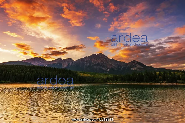 : Sunset at Patricia Lake, Jasper National Park, Alberta : Sunset at Patricia Lake, Jasper National Park, Alberta