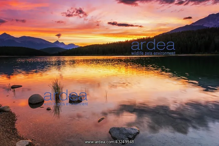 : Sunset at Patricia Lake, Jasper National Park, Alberta : Sunset at Patricia Lake, Jasper National Park, Alberta