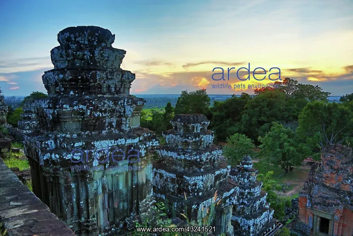 : Sunset at Phnom Bakheng Temple, Angkor, Siem Reap, Camb : Sunset at Phnom Bakheng Temple, Angkor, Siem Reap, Camb