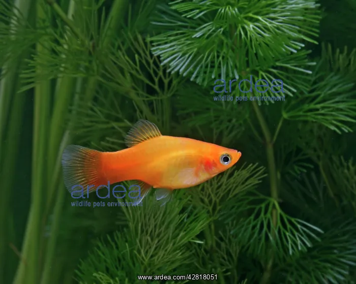 : Sunset platy - side view : Sunset platy - side view