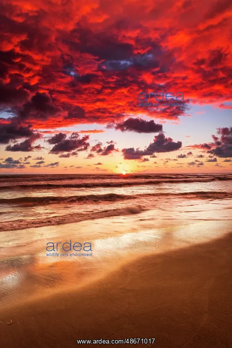 : Sunset at Playa Matapalo, Puntarenas Province, Costa Rica : Sunset at Playa Matapalo, Puntarenas Province, Costa Rica