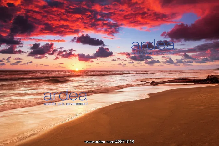 : Sunset at Playa Matapalo, Puntarenas Province, Costa Rica : Sunset at Playa Matapalo, Puntarenas Province, Costa Rica