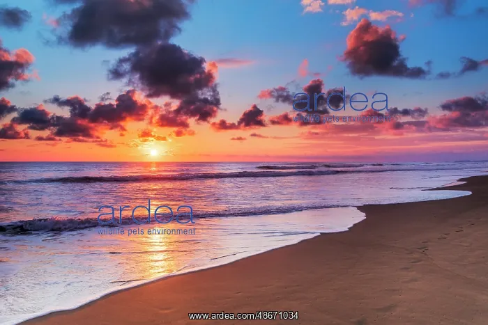 : Sunset at Playa Matapalo, Puntarenas Province, Costa Rica : Sunset at Playa Matapalo, Puntarenas Province, Costa Rica