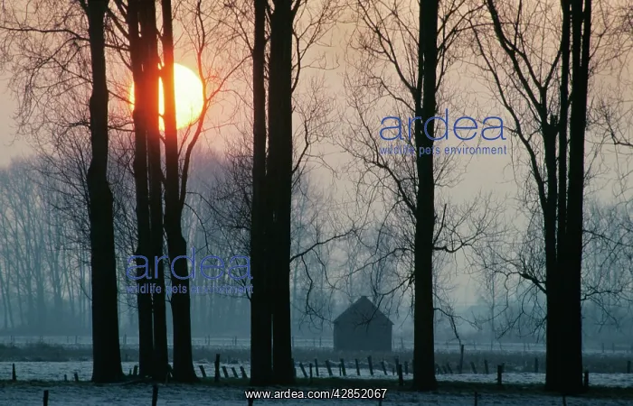  : Sunset with POPLARS - in winter
