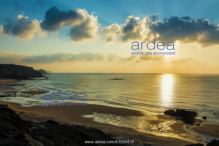  : Sunset, Praia do Amado, Carrapateira, Algarve, West