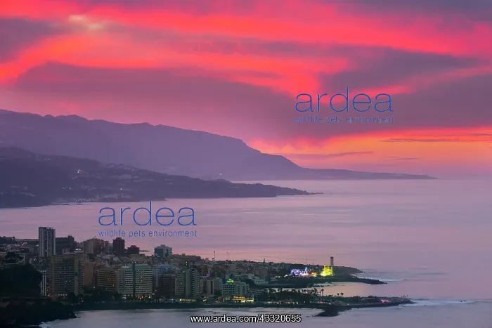 : Sunset, Puerto de la Cruz, Tenerife, Canary Islands : Sunset, Puerto de la Cruz, Tenerife, Canary Islands
