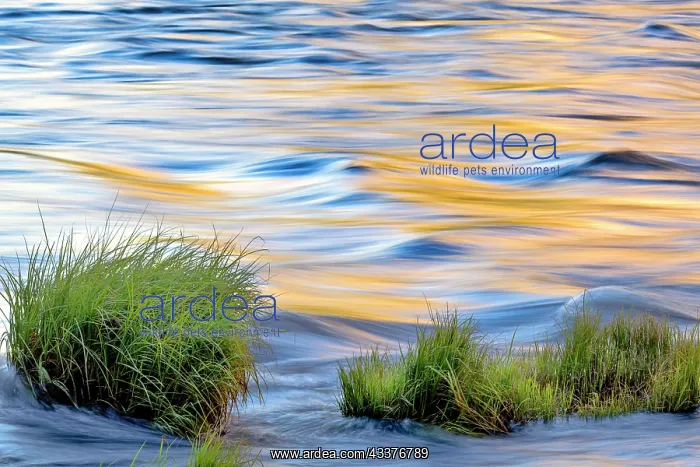 : Sunset reflection on Merced River, Yosemite National : Sunset reflection on Merced River, Yosemite National