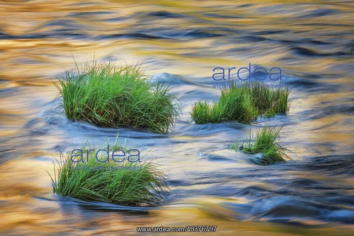 : Sunset reflection on Merced River, Yosemite National : Sunset reflection on Merced River, Yosemite National