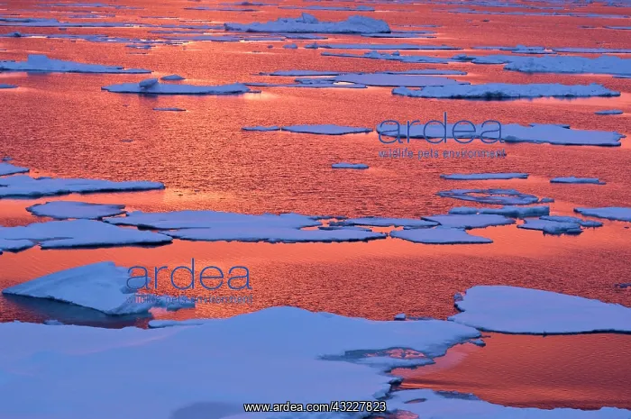 : Sunset reflections, Greenland Sea, East : Sunset reflections, Greenland Sea, East