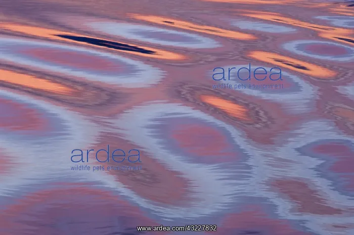 : Sunset reflections, the movement of the : Sunset reflections, the movement of the