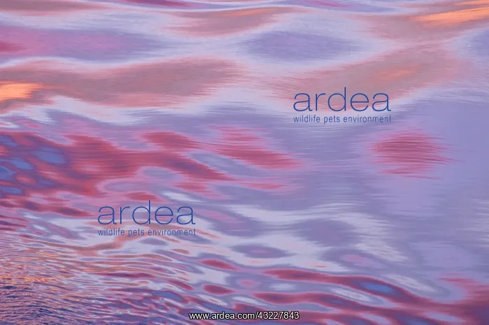 : Sunset reflections, the movement of the : Sunset reflections, the movement of the