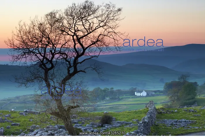 : Sunset over Ribblesdale from Winskill stones near : Sunset over Ribblesdale from Winskill stones near