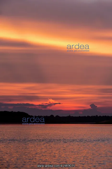 : Sunset. Rio Negro, Amazon river basin, Manaus : Sunset. Rio Negro, Amazon river basin, Manaus
