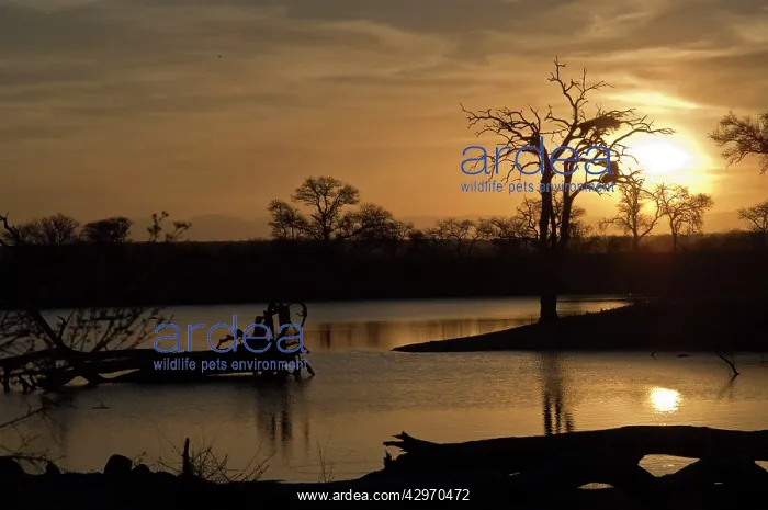 : Sunset - Sabi Sands Game reserve : Sunset - Sabi Sands Game reserve