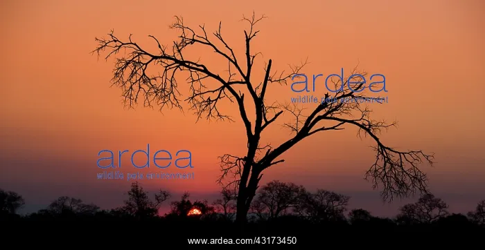 : Sunset over Sabi Sands nature Reserve : Sunset over Sabi Sands nature Reserve