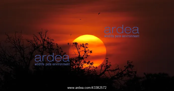 : Sunset on Savannah, Masai Mara Park in Kenya : Sunset on Savannah, Masai Mara Park in Kenya