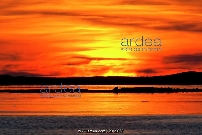 : Sunset over the sea : Sunset over the sea