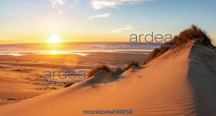 : Sunset over the sea, sandy beach with sand dunes : Sunset over the sea, sandy beach with sand dunes