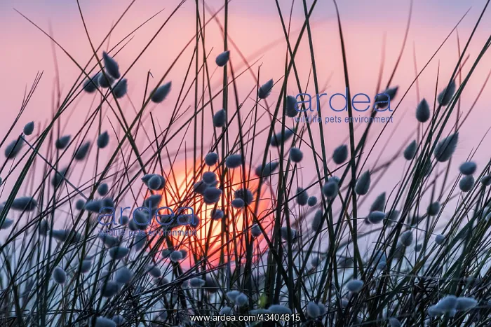 : Sunset at the sea, sun sinking behind dunes overgrown : Sunset at the sea, sun sinking behind dunes overgrown