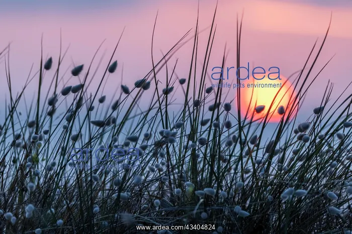 : Sunset at the sea, sun sinking behind dunes overgrown : Sunset at the sea, sun sinking behind dunes overgrown