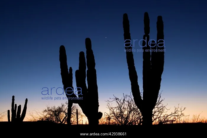 : Sunset silhouettes of Cardon cactus and Adam's : Sunset silhouettes of Cardon cactus and Adam's