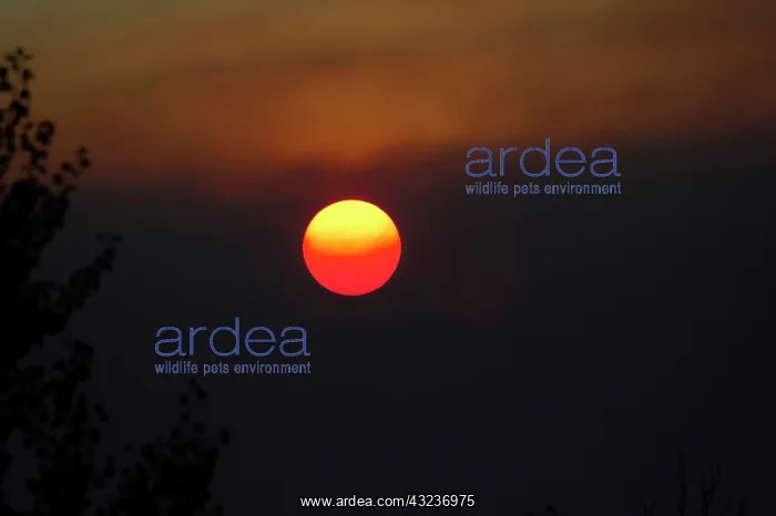 : Sunset though Smokey Haze from Burnoffs : Sunset though Smokey Haze from Burnoffs