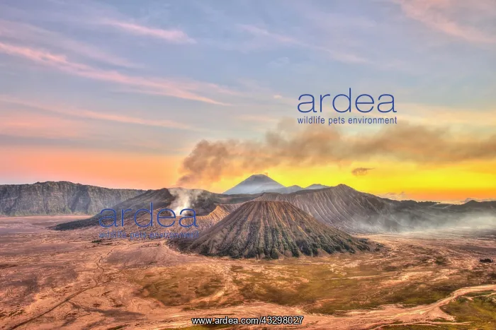 : Sunset, smoking volcano Gunung Bromo, Mount Batok : Sunset, smoking volcano Gunung Bromo, Mount Batok