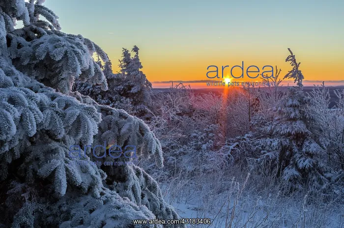 : Sunset and snow-covered conifers on the Fichtelberg : Sunset and snow-covered conifers on the Fichtelberg