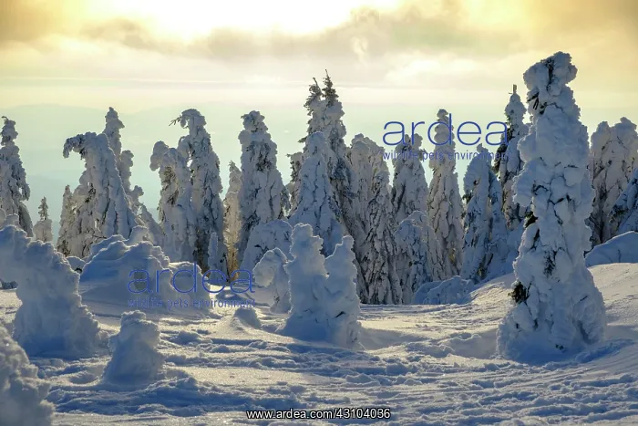 : Sunset with snow-covered spruces, Arbermandl, Arbermcnnchen : Sunset with snow-covered spruces, Arbermandl, Arbermcnnchen