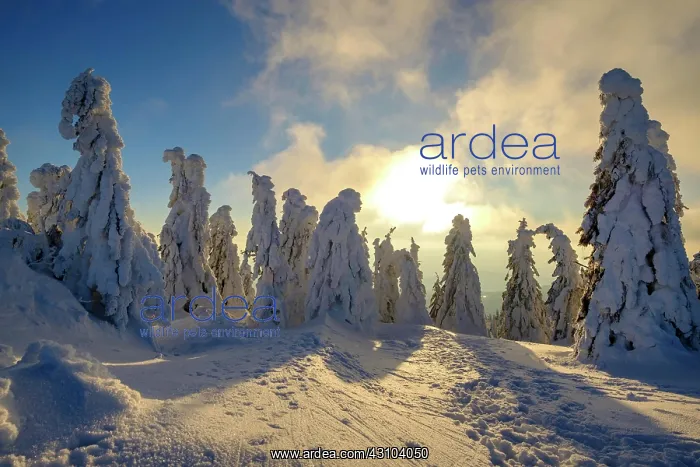 : Sunset with snow-covered spruces, Arbermandl, Arbermcnnchen : Sunset with snow-covered spruces, Arbermandl, Arbermcnnchen