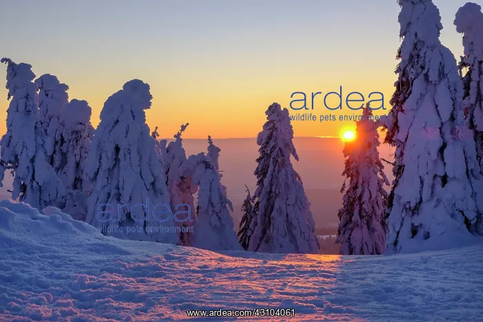 : Sunset with snow-covered spruces, Arbermandl, Arbermcnnchen : Sunset with snow-covered spruces, Arbermandl, Arbermcnnchen