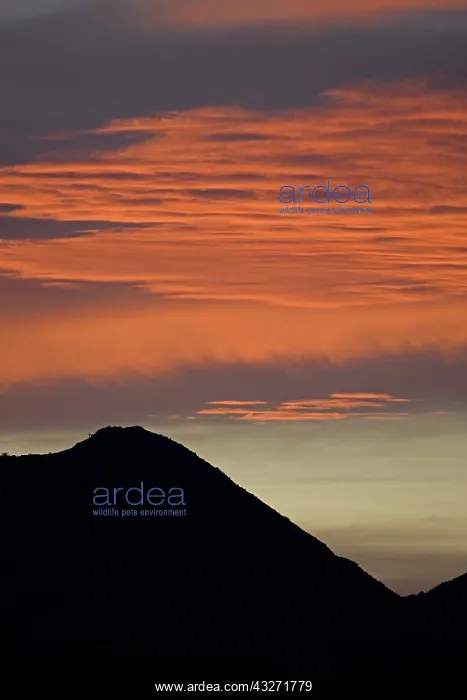 : Sunset in Sonoran Desert of Arizona : Sunset in Sonoran Desert of Arizona