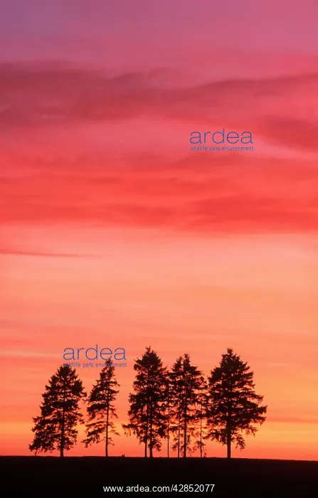: SUNSET - with spruce firs on horizon : SUNSET - with spruce firs on horizon